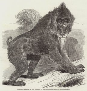 Mandrill Baboon a Zoological Society kertjében, a Regent